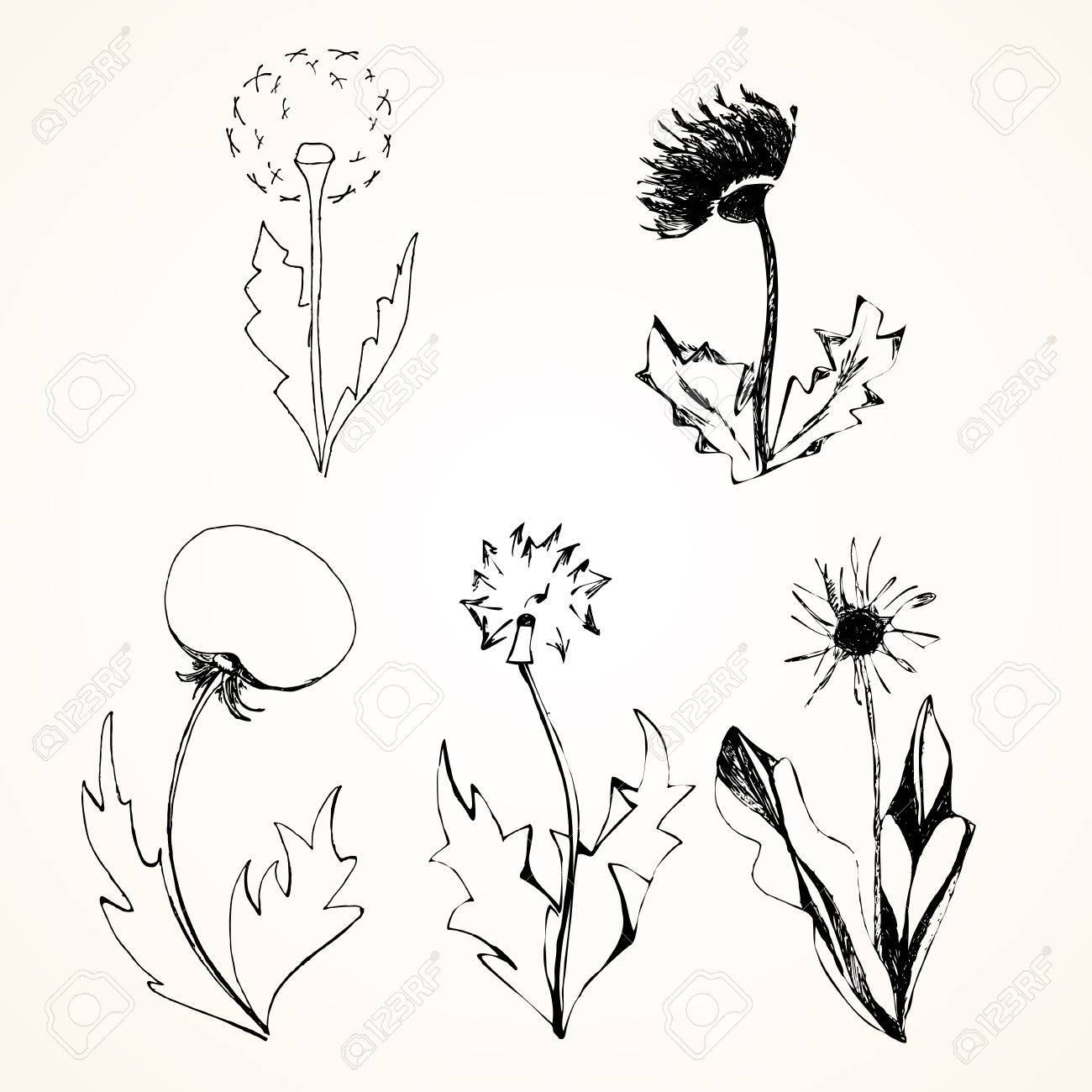 1300x1300 Set Of Stylized Flowers Dandelions. Vector, Ink, Sketch Royalty
