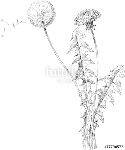 416x500 Vintage Illustration Dandelion Stock Photo And Royalty Free