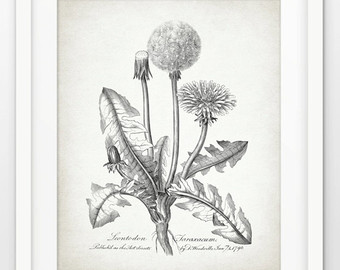 340x270 Vintage Dandelion Drawing Etsy