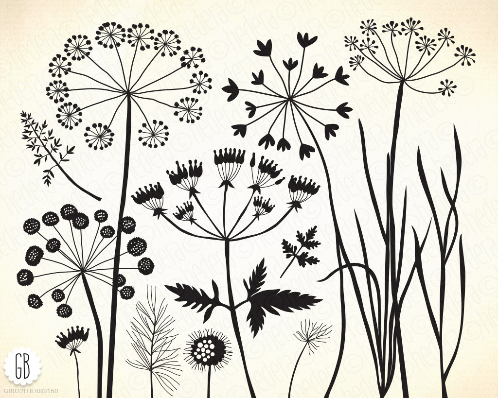 1024x819 Wild Herbs, Wildflowers, Plants, Flora, Silhouette, Vector Clip
