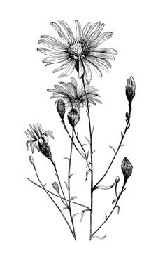 236x363 Vintage Flower Clipart, Black And White Clip Art, Aster Flower