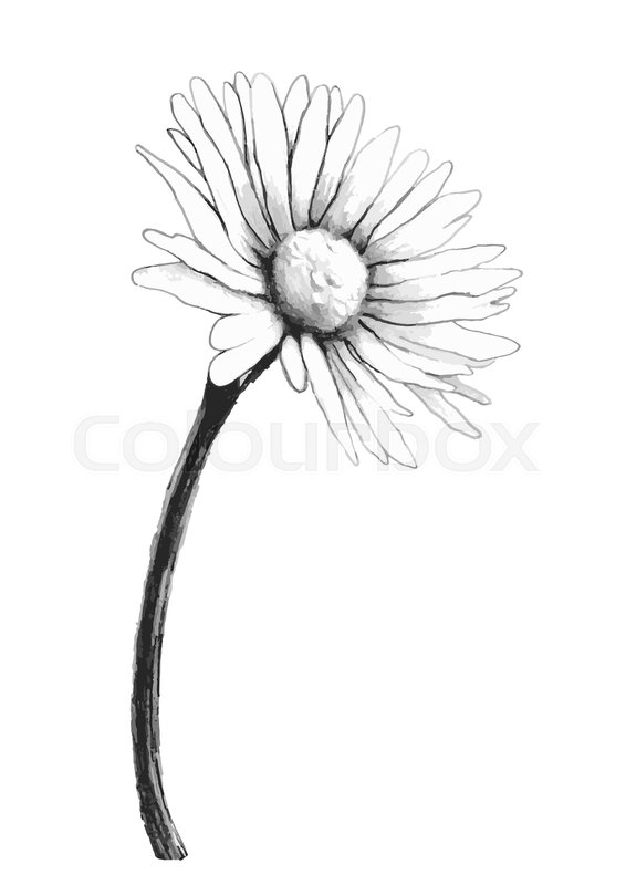 566x800 Chamomile Vector Drawing Frame. Isolated Daisy Wild Flower