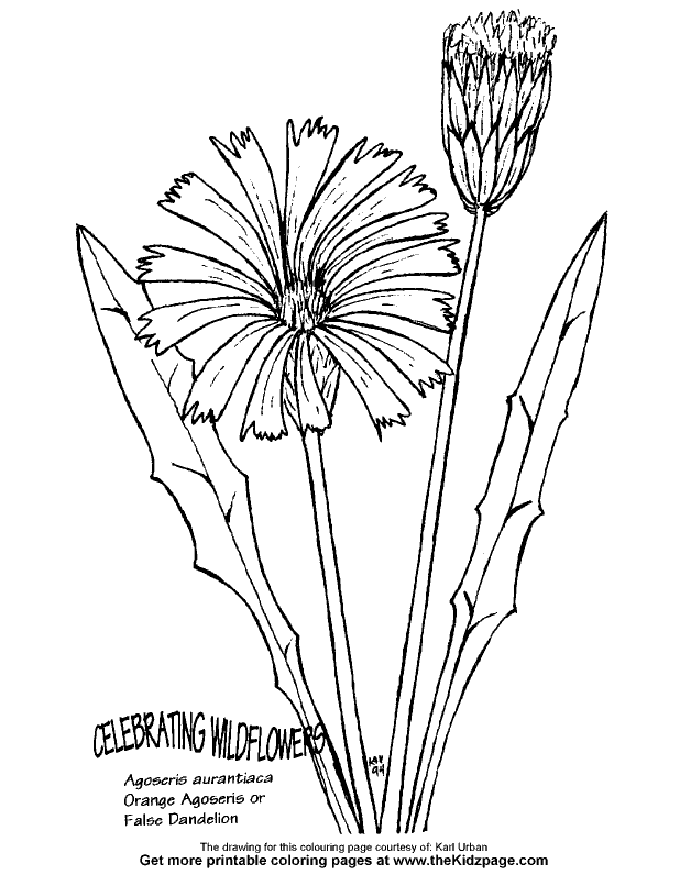 628x796 False Dandelion Flower Free Coloring Pages For Kids