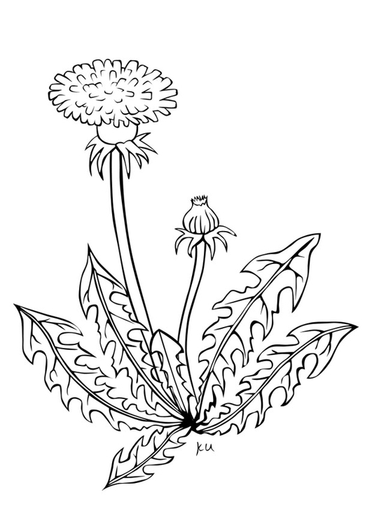 531x750 Coloring Page Dandelion