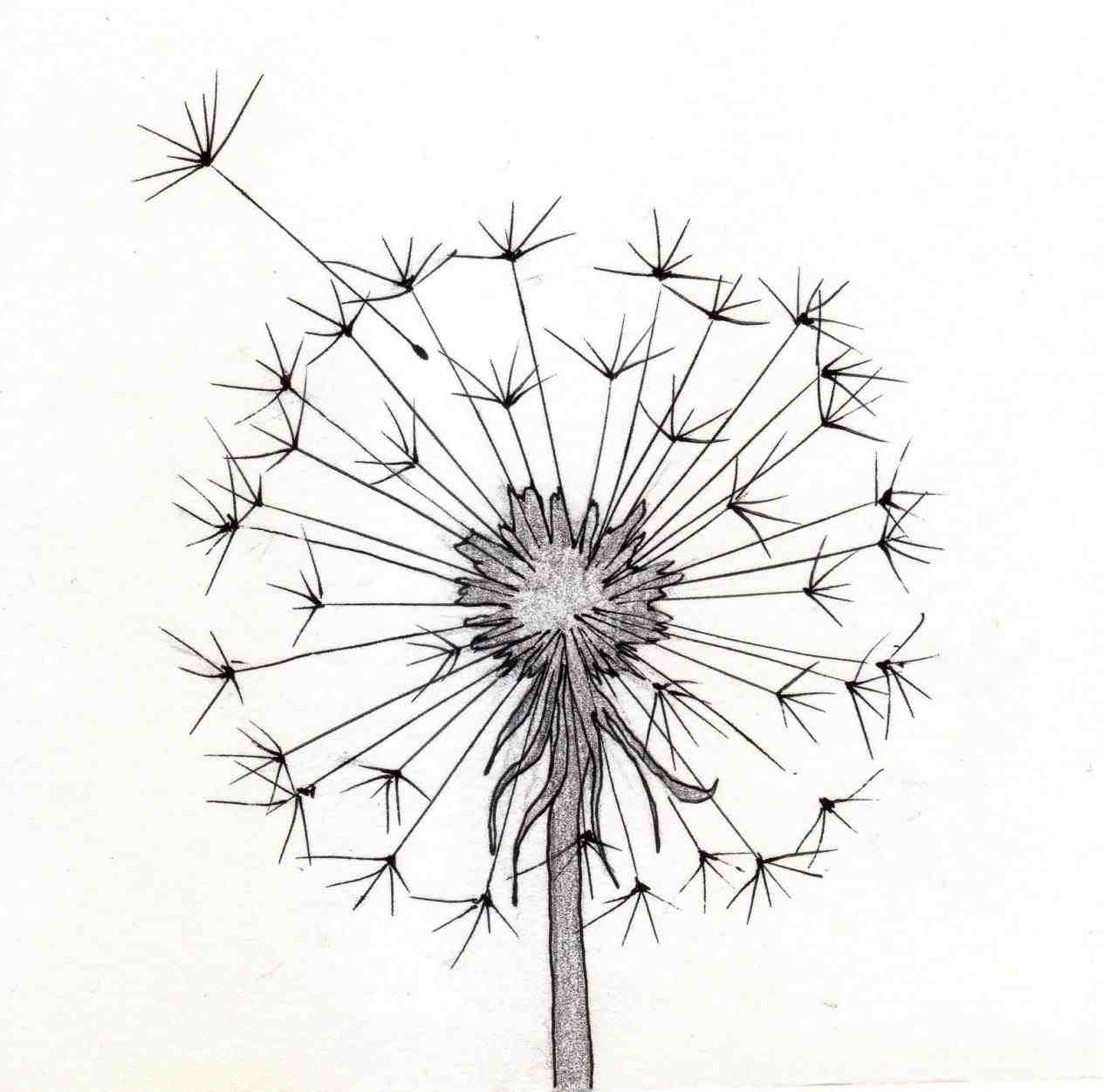 Dandelion Drawing at GetDrawings | Free download