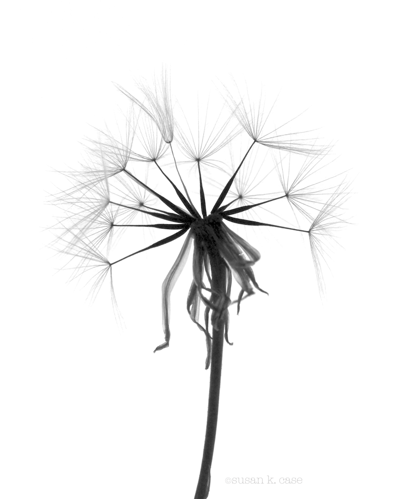 809x1000 Bw Dandelion.png