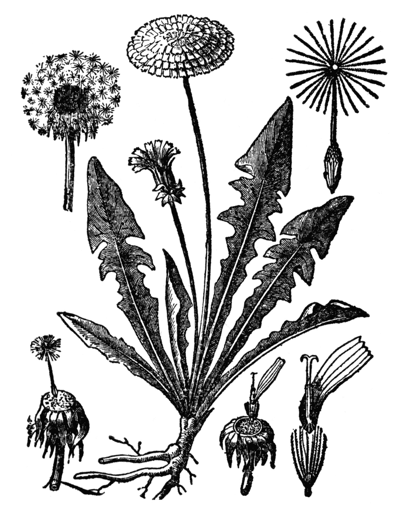 801x1024 Dandelion Clipart Etc