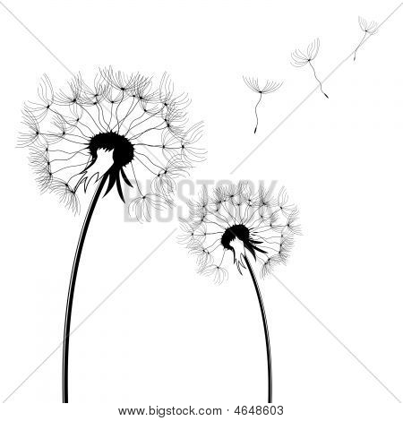 450x470 Dandelion Blowing Images, Illustrations, Vectors