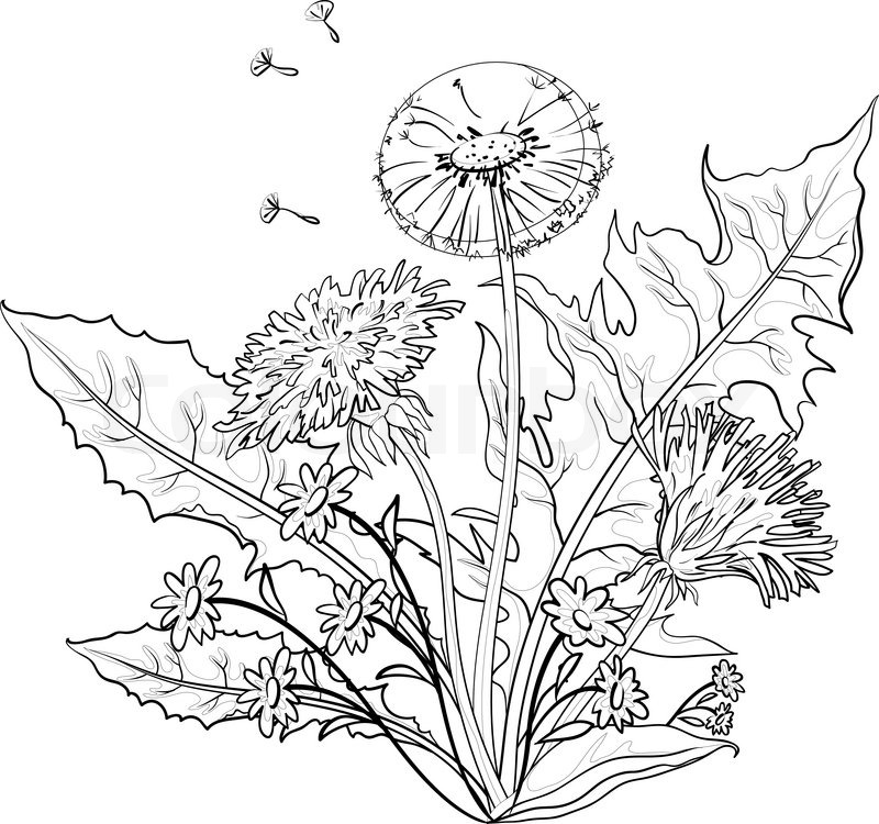 800x750 Flowers Dandelions With Leaves, Contours Stock Vector Colourbox