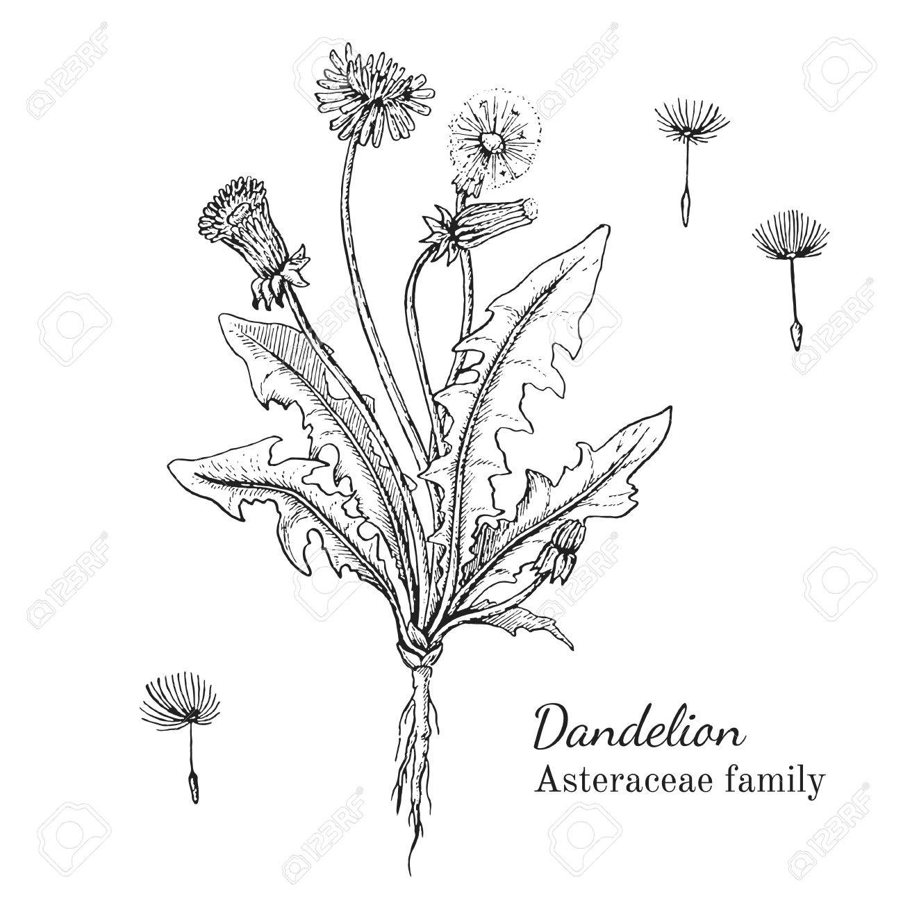 1300x1300 Ink Dandelion Herbal Illustration. Hand Drawn Botanical Sketch