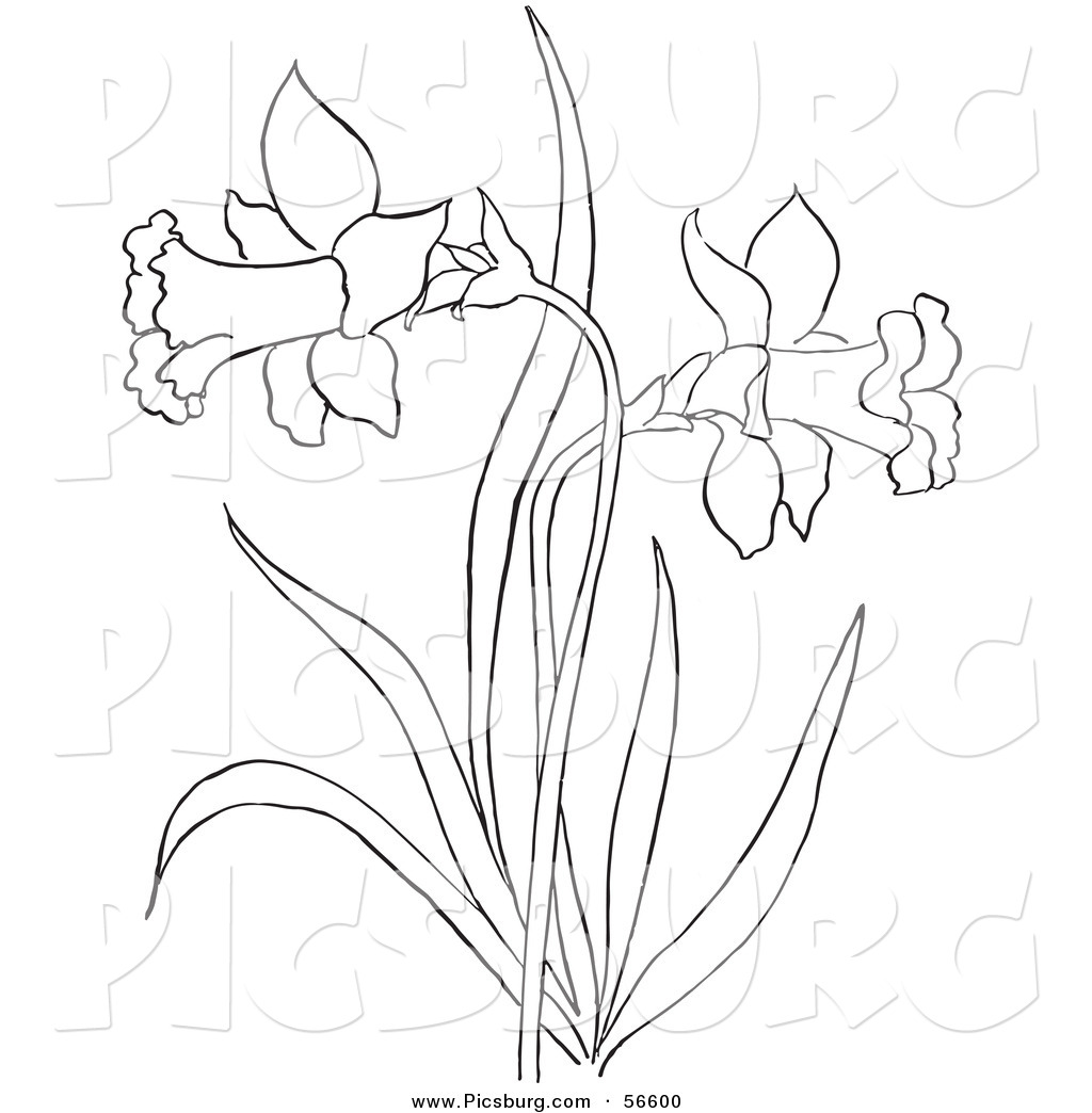 1024x1044 Clip Art Of A Coloring Page Of A Dandelion Flower Plant By