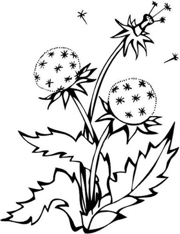 574x747 Coloring Dandelion Picture