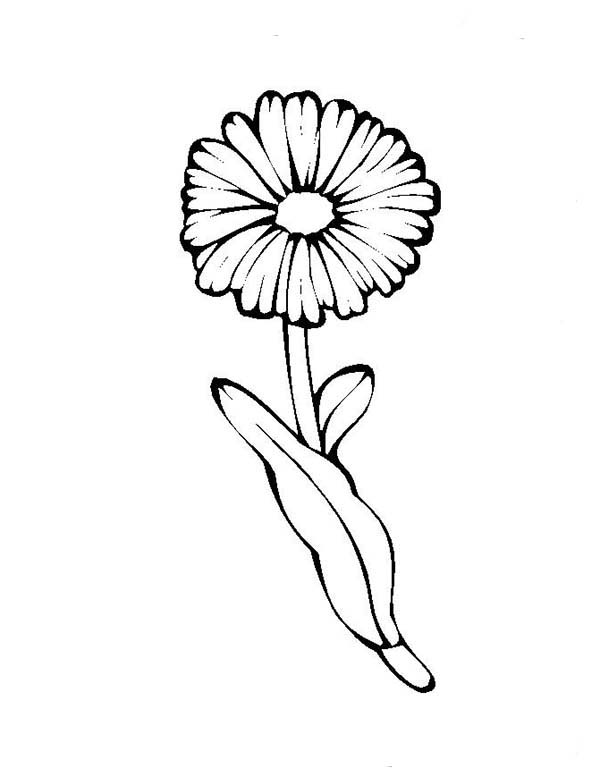 600x777 Daisy Flower Coloring Page Daisy Flower Coloring Page Color Nimbus