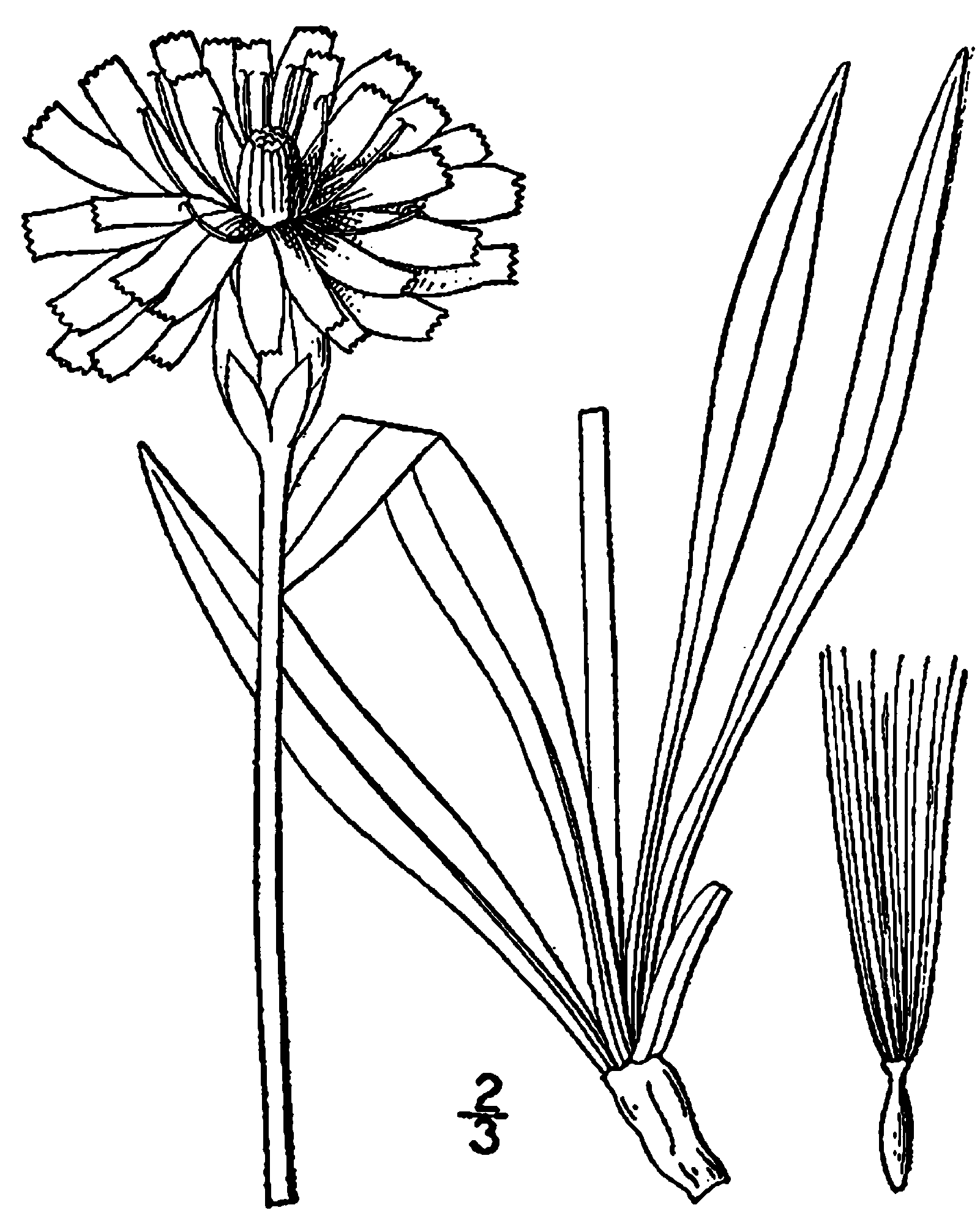 1601x2000 Fileagoseris Glauca Drawing.png