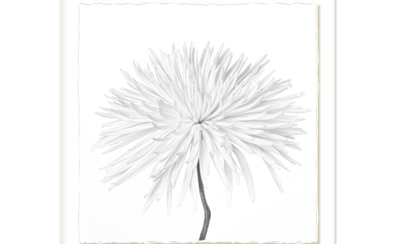 800x491 Line Drawing Aster Flower Gardening Flower And Vegetables
