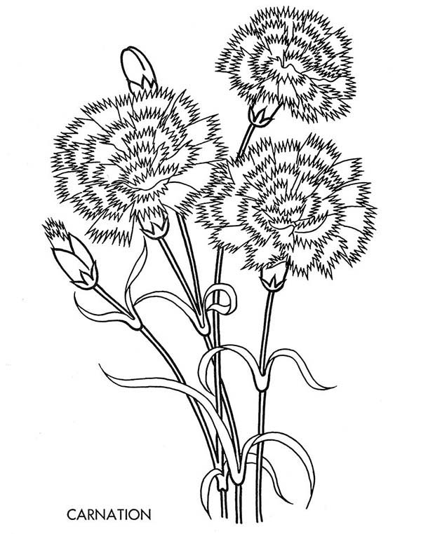600x762 Drawn Carnation