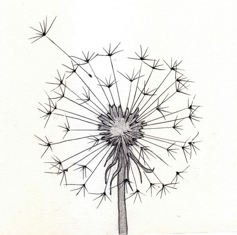 800x792 Dandelion Make A Wish Dandelions, Drawings And Doodles