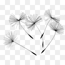 260x260 Dandelion Seeds Png Images Vectors And Psd Files Free Download