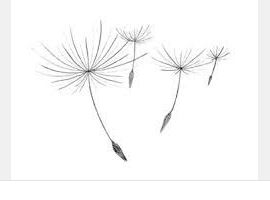 270x200 Dandelion Seeds Carry Wishes! Tattoospiercing