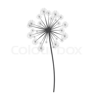 305x320 Dandelion Seeds Flying Over Card Stock Vector Colourbox