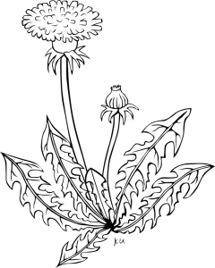 240x300 Dandelion Clip Art Download