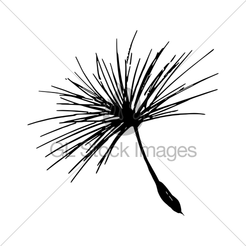 500x500 Dandelion Seed Pencil Sketch Gl Stock Images