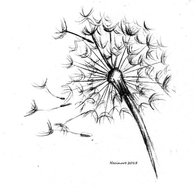 Dandelion Sketch Drawing at GetDrawings | Free download