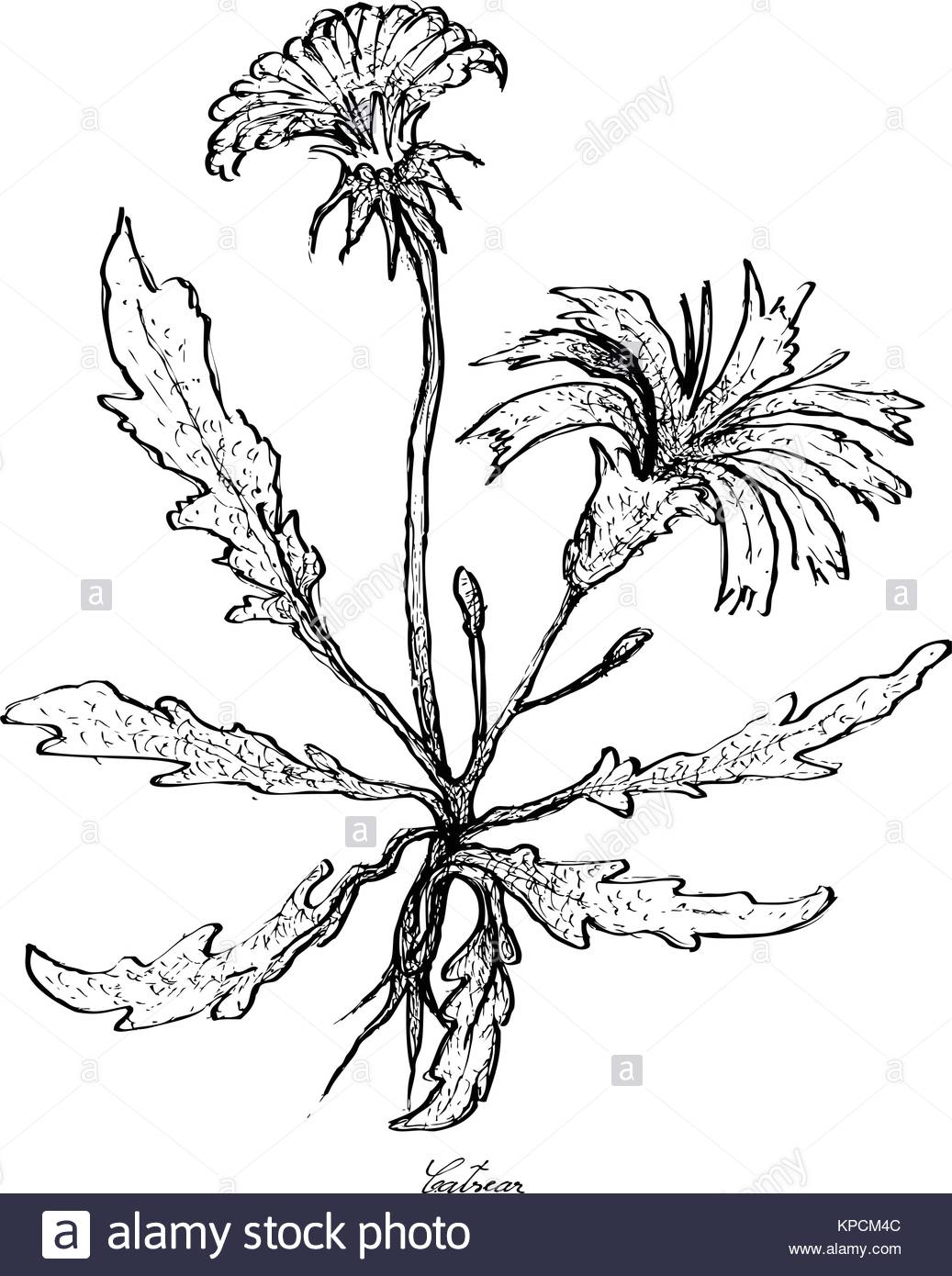 1037x1390 Dandelion Vector Hand Drawn Stock Photos Amp Dandelion Vector Hand