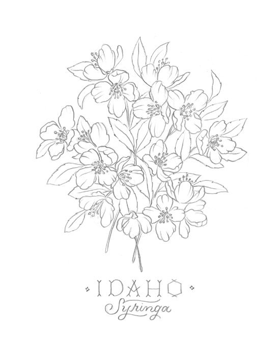 550x687 Henry's Lake