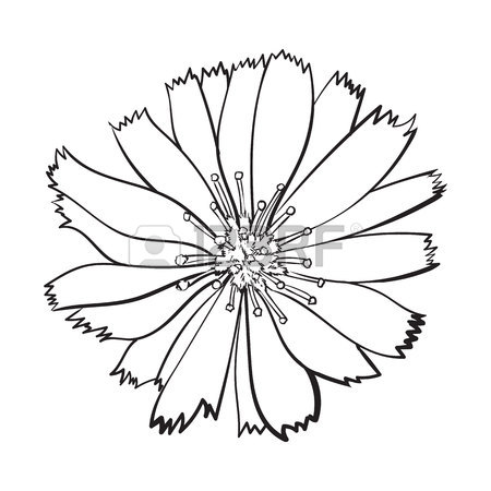 450x450 Open Black And White Chicory Wild Flower Head, Top View, Sketch