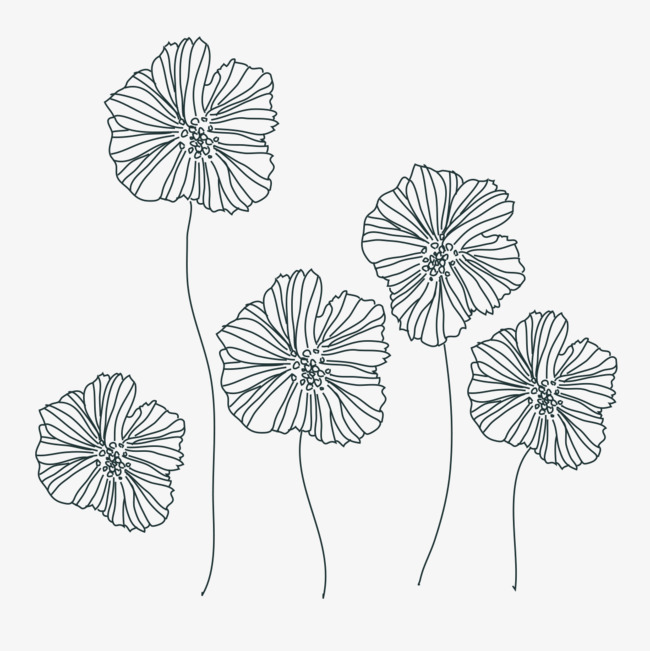 650x651 Sketch Petals, Petal, Sketch, Flowers Png And Psd File For Free