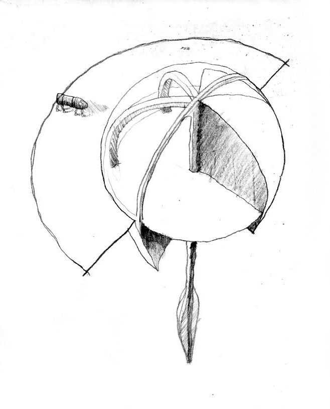 658x815 Gvidalhallett Project Dandelion