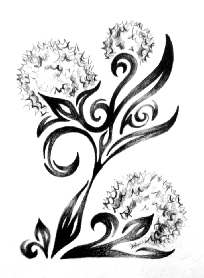 716x972 Dandelions Drawings Easy But Cool. How To Draw A Dandelion Easy