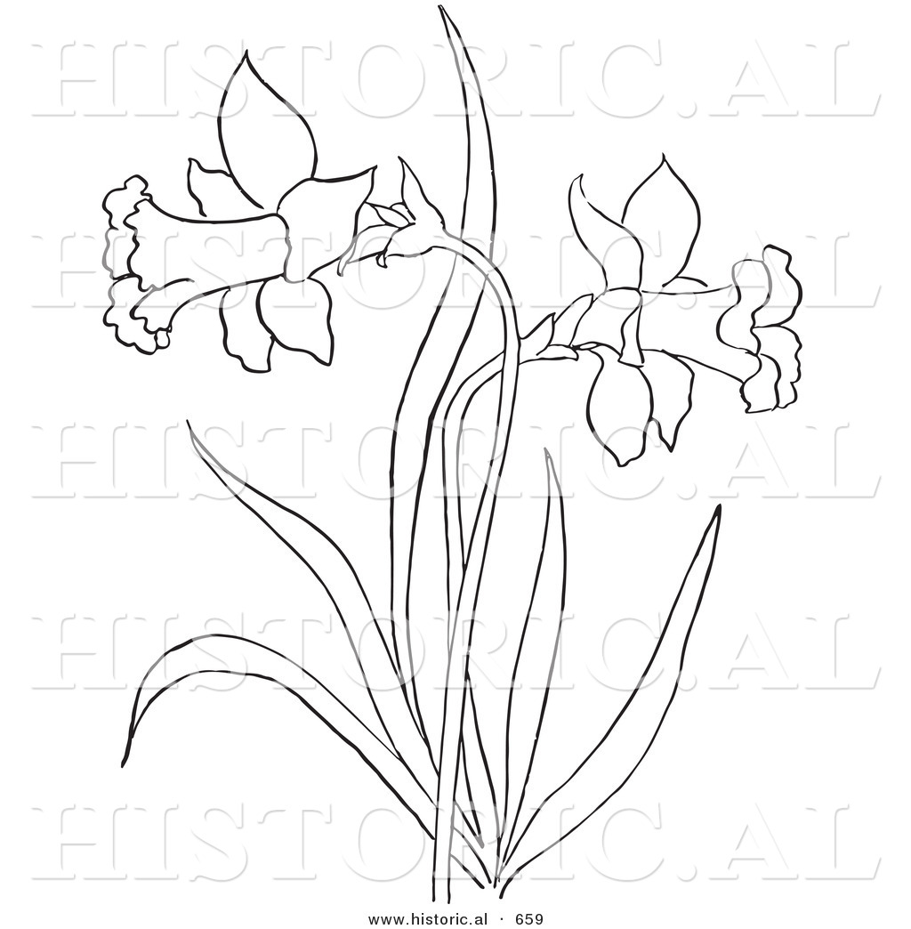 1024x1044 Historical Vector Illustration Of A Dandelion Plant Flowering