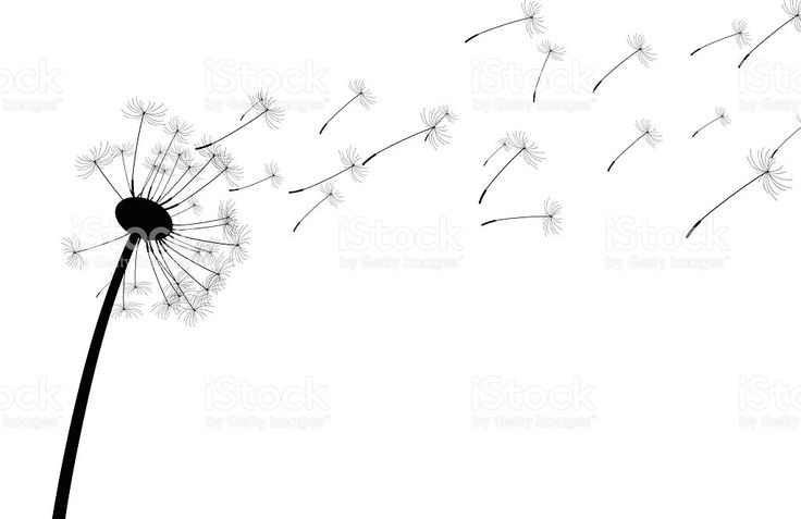 736x477 White Background With Silhouette Of Dandelion. Vector Paper