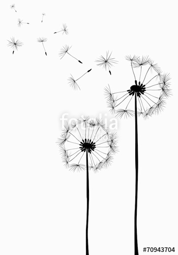 350x500 Dandelions Stock Image And Royalty Free Vector Files On Fotolia