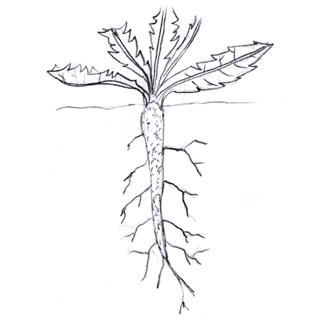 450x450 Canadian Wildlife Federation Taproot