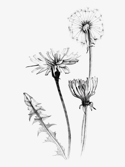 500x667 Dandelion, Hand Painted, Simple, Black And White Png Image