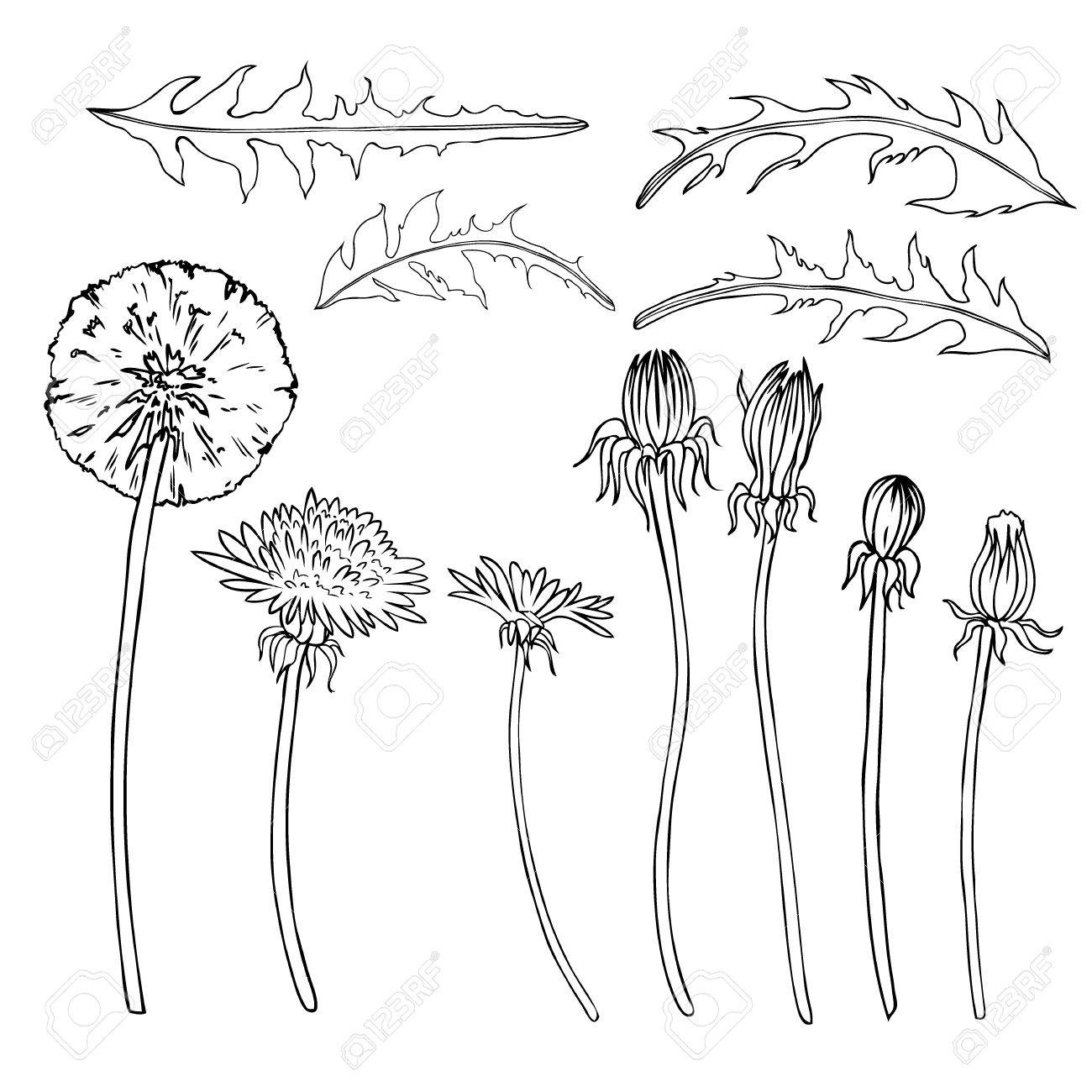 1300x1300 Dandelion Flower, Bud, Leaves Vector Engraving Botanical Sketch