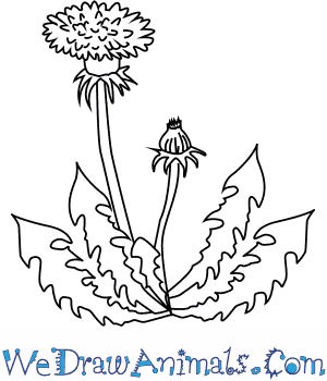 300x350 How To Draw A Dandelion Flower