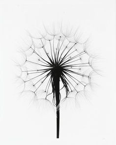 236x296 Flower Plant Dandelion Meadow Salsify Rromashka Photocase Creative