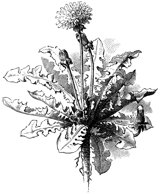 526x640 Dandelion Clipart Etc