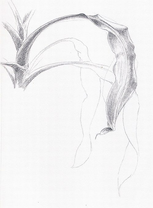 500x681 Drawing Clouds Amp Corn Plants From Life