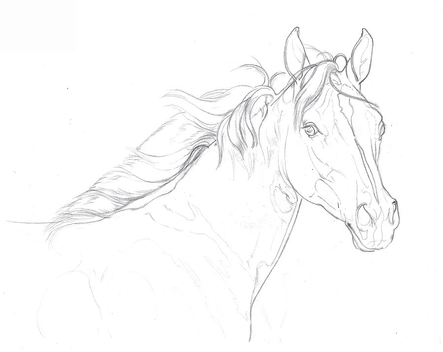 900x716 Colored Pencil Drawing Demonstration Palomino Arabian Filly