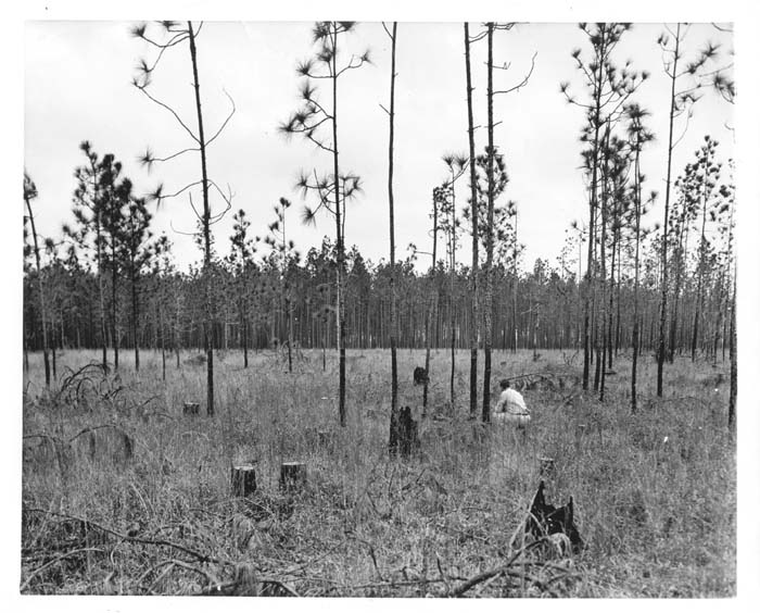 700x564 Demonstration Forests