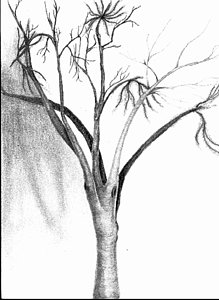 219x300 Dark Tree Drawings