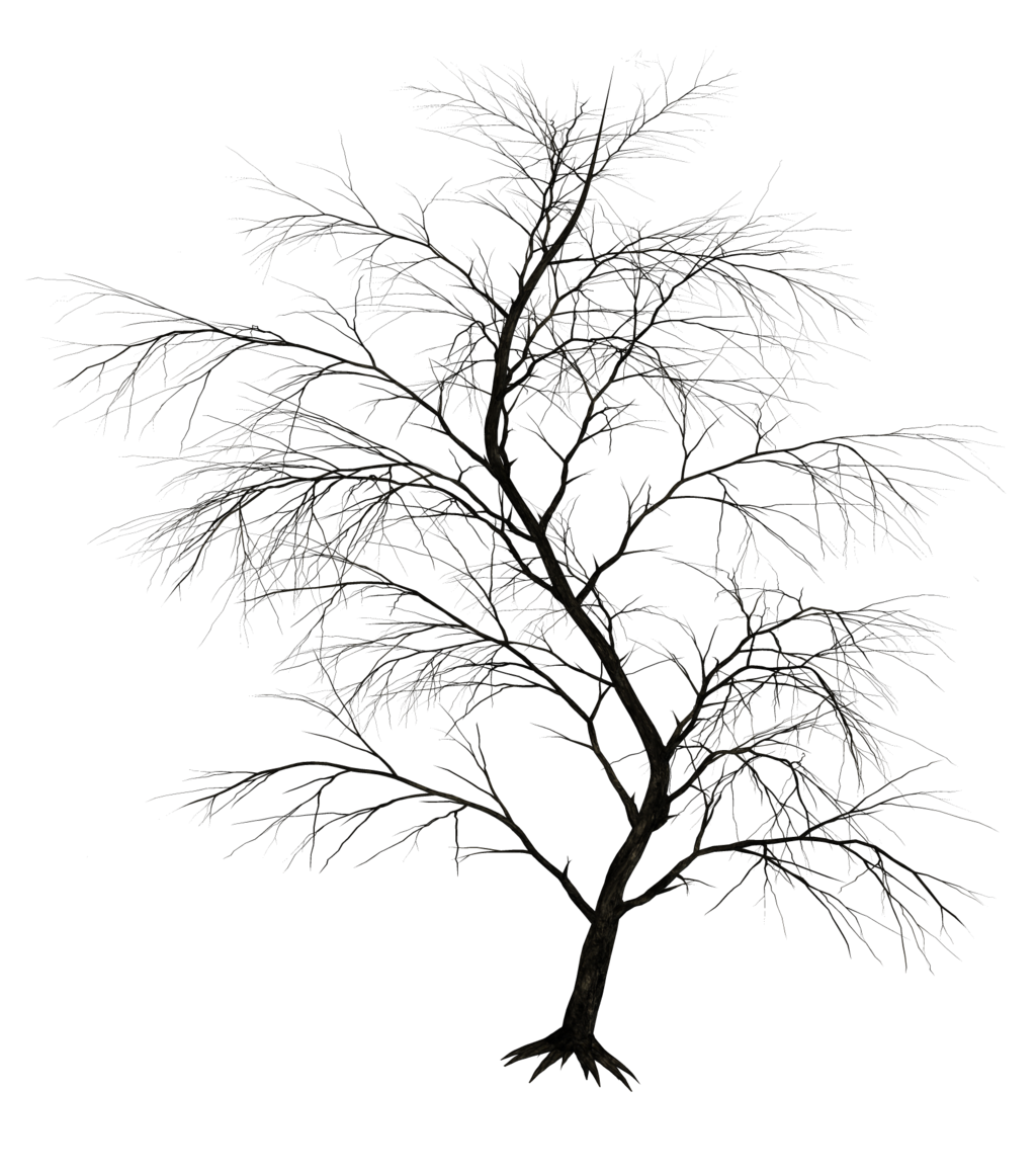 1024x1157 Dark Trees Png Stock 01 By Jumpfer