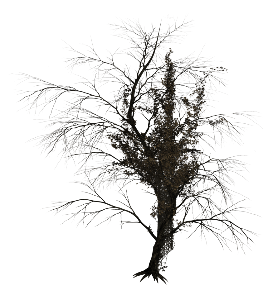 843x947 Dark Trees Png Stock 02 By Roy3d