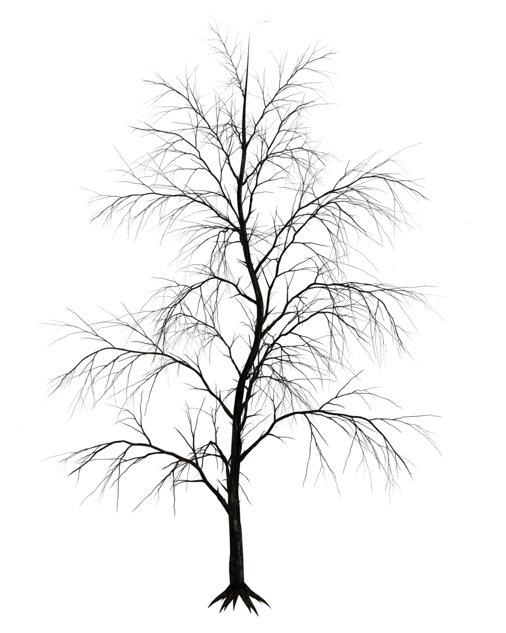 1024x1282 Dark Trees Png Stock 09 By Roy3d Top Amp Front View Items