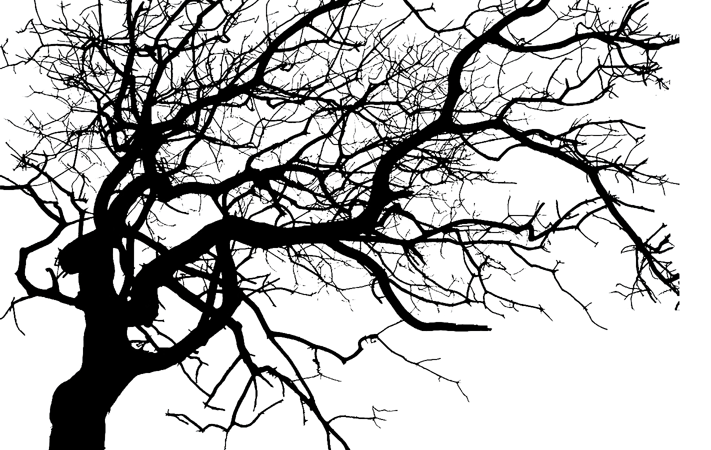 1422x900 Asheville Haunted Hearse Tour Dark Ride Tours